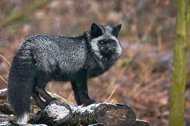 Silver Fox With A Luxurious Coat Of Black White Tipped Fur The Melanistic Version Of The Red Fox Cute Animals Animals Red Fox