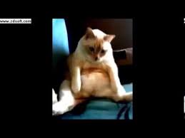 Dexter Da Gorulen Hickirirken Osuran Kedi Videosu Videosu Youtube