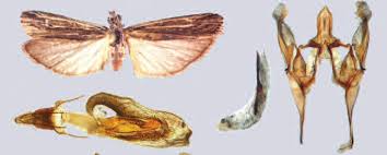 Image result for Pyrausta aerealis