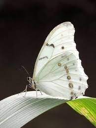 Pin By Isaac Nunez On Linda Tuller Butterflies Bee Beautiful Butterflies Butterfly Pictures Butterfly Photos