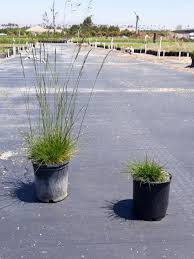 Image result for Festuca chodatiana