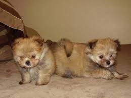 See more ideas about puppies, shitzu puppies, shih tzu puppy. Shiranian Pomeranian Shih Tzu Mix Info Care Training Pictures