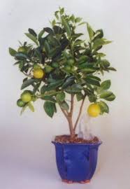 We did not find results for: Orange Citrus Bonsai Tree Bonsai Fruit Tree Bonsai Tree Bonsai Tree Types