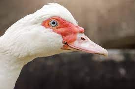 The Muscovy Duck - American Poultry Association