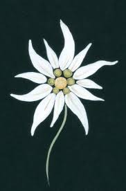 Edelweiss Mommy Daddy Tattoo Edelweiss Tattoo German Flower Flower Drawing Se agregan miles de imágenes nuevas de alta calidad todos los días. pinterest