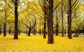 Use tools (chopsticks) or gloves to handle fruit, and don't touch step 3: Ginkgo Tree 1080p 2k 4k 5k Hd Wallpapers Free Download Wallpaper Flare