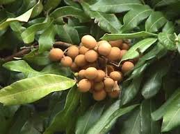 Image result for Erythroxylum platycladum