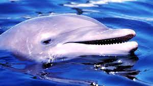 Delfine Unser Ebenbild Im Wasser Br Wissen