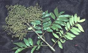 Image result for Rutaceae