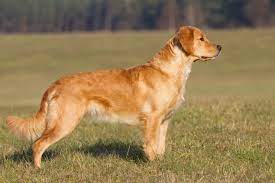 Your email address will not be published. Golden Retriever Dogs And Puppies For Sale In The Uk Pets4homes