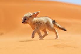 Resultats De Recherche D Images Pour Desert Wolf Cute Animals Animals Baby Animals