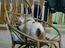Hanya saja cara ini sedikit lebih boros dalam penggunaan pasir. Cara Mudah Tenangkan Kucing Yang On Heat Atau Biang Eintan Nurfuzie Lifestyle Beauty Travel Tips Rawatan Kucing Review