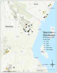 Image result for Vepris sansibarensis