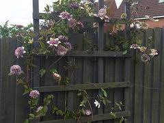 Ideal for gardens, covering wall mounted supports, archways, trellis or pergolas. Clematis Viennetta