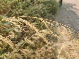 Image result for Tetrapogon tenellus