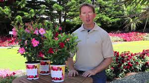 3 Easy Tips For Growing Tropic Escape Mandevilla Can Bring Them Inside For Winter If You Live In The North Tropic Escape Florida Plants Tropical
