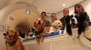 As scents come and go and move around the house during the day, dogs may use the presence, absence, or strength of a particular scent to track time and figure out how long ago something happened or how close they are to a future event. Do Our Dogs Know What We Re Saying The Dog People By Rover Com