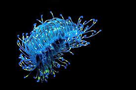 Flower Hat Jelly Online Learning Center Aquarium Of The Pacific