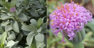 Image result for Kleinia grantii