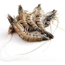 Understanding Prawns: Buying Tips For Chefs | Collectiv Food
