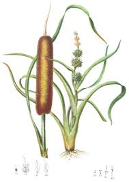 Image result for Typhaceae