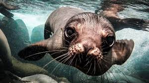 Pentagon Wants To Use Galapagos Islands As Base For Spy Planes Animals Cute Animals Animals Wild