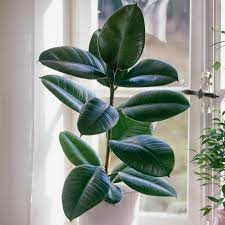 Aufgrund ihrer löchrigen, großen blätter wird die monstera im englischen oft als schweizer käse bezeichnet, hierzulande ist sie viel bekannter unter dem namen fensterblatt. Ficus Elastica Gummibaum Dank Der Ovalen Und Breiten Blatter Die Besonders Intensiv Im Tiefen Grun Glanzen Zieht Diese Pflanze A Ficus Gummibaum Pflanzen