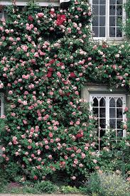 Climbers On Walls Gallery Beautiful Gardens Climbing Roses Dream Backyard