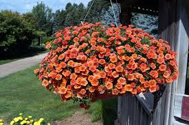 Image result for calibrachoa million bells