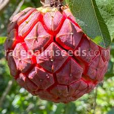 Image result for Sartidia angolensis