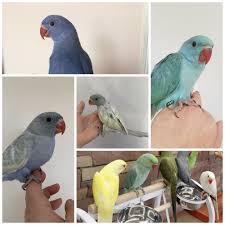 What kind of plumage does a mallee ringneck parrot have? Indian Ringneck Parakeets For Sale Exotic Birds And Supplies