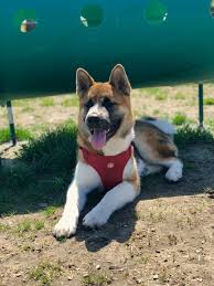 The broad chest and neck of the akita serve as a solid base for the large head, the akita's most distinguishing feature. Male American Akita Size Guesstimate