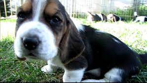 8 Week Old Basset Hound Puppies Hound Puppies Basset Hound Puppy Baby Basset Hound