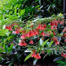 Image result for Abutilon lauraster