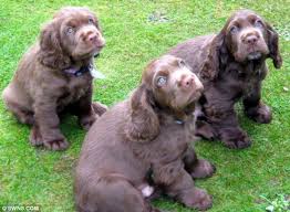 Find clumber spaniel|beagle&sloughi|kangal|manchester terrier|golden retriever dogs & puppies for sale in australia. Breeders Step In To Save Threatened Sussex Spaniels From Extinction After Registered Numbers Of The Dog Fall To Danger Level Daily Mail Online