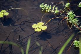 Image result for Marsilea nubica