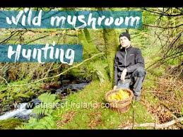 wild mushroom hunting and foraging for ceps chanterelles with a wild mushroom recipe