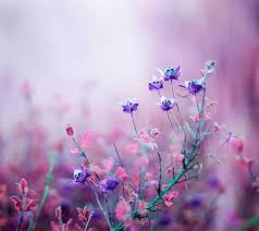 5000 x 4820 jpeg 815 кб. Pin By Sehr Shah On Wall Papers Purple Flowers Wallpaper Flower Background Wallpaper Flower Backgrounds