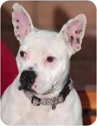 While we really recommend that you acquire all animals through a french bulldog pitbull mix rescue, we understand that some people might go through a breeder to get their french. French Bulldog Pitbull Mix Petfinder
