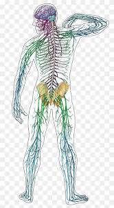 Central nervous system (cns) peripheral nervous system (pns) composed of the brain and spinal cord. Central Nervous System Human Anatomy Human Body Brain People Human Head Png Pngwing
