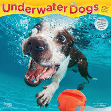 Underwater Dogs Wall Calendar In 2020 Underwater Dogs Dog Calendar Dogs