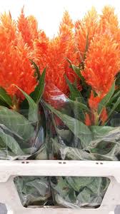 Image result for Celosia pandurata