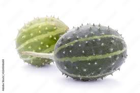 Image result for Cucumis prophetarum