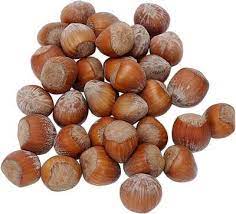 How To Germinate Hazelnuts Hazelnut Tree Filbert Tree Hazelnut