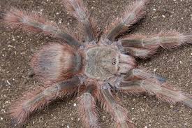 The holotype of eurypelma tripepii dresco, 1984 from state of pará, brazil, is revised and illustrated. Nhandu Tripepii 2 2 1 2 Arachnoiden
