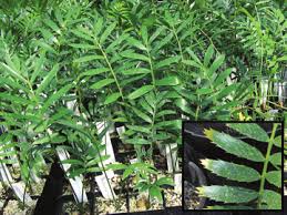 Image result for Encephalartos turneri