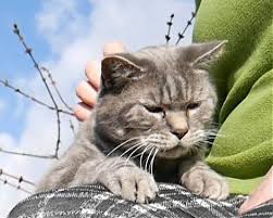 All you have to do. How To Stop Cats Pooping In The Garden Bytherfarm Com