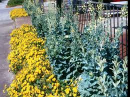 Sort decorative cabbage relay is very good for decoration borders and flower compositions comprising beds, mixborders or rabatok. Garden News Ornamental Kale Cabbage Add To Winter Landscape Color Home Garden Theadvocate Com