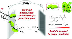 Why do only some plant cells have chloroplasts but all active plant cells have mitochondria? Chloroplast Biosolar Cell And Self Powered Herbicide Monitoring Chemical Communications Rsc Publishing