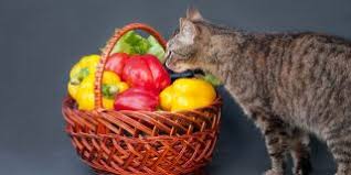 4k and hd video ready for any nle immediately. Can Cats Eat Sausage Tips About Feeding You Need To Know Best Tips For Pets Baby Kittchen